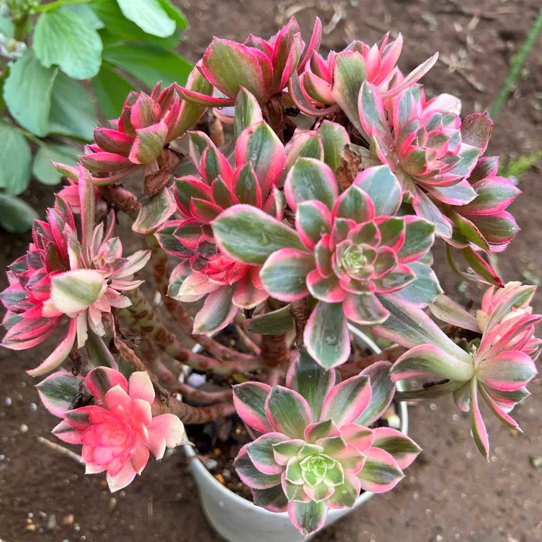 多肉植物。紅蓮花 法師錦抜き苗（発根期）