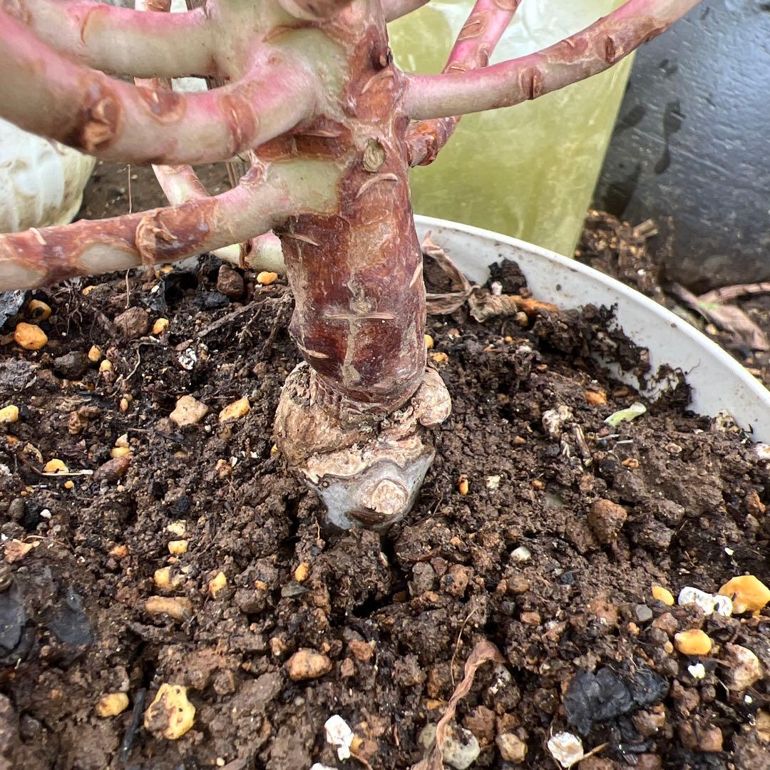 多肉植物。紅蓮花 法師錦抜き苗（発根期）