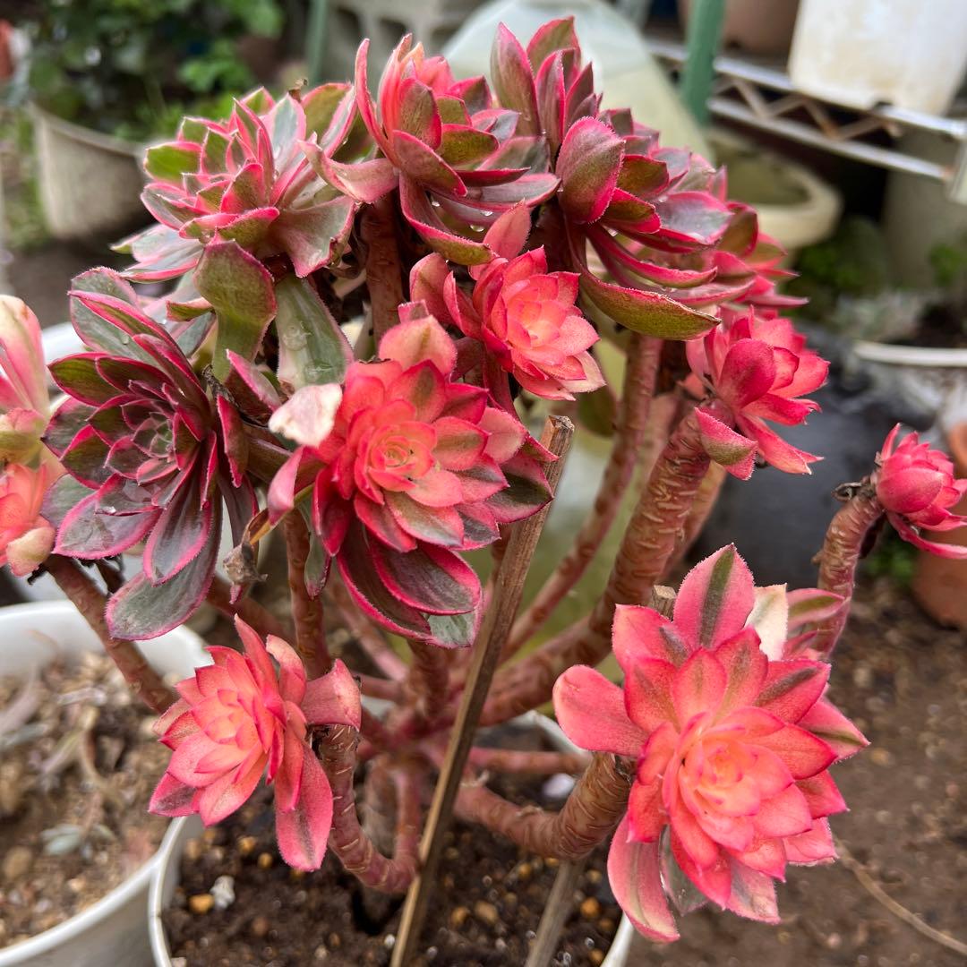 多肉植物。紅蓮花 法師錦抜き苗（発根期）