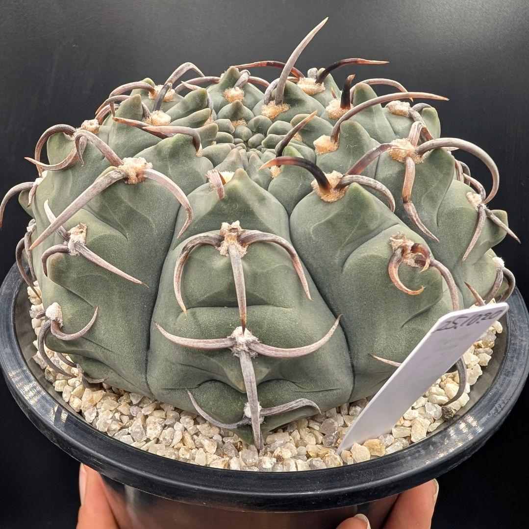 バッテリー 狂刺実生 大株 鉢植えメルカリ便送料込み