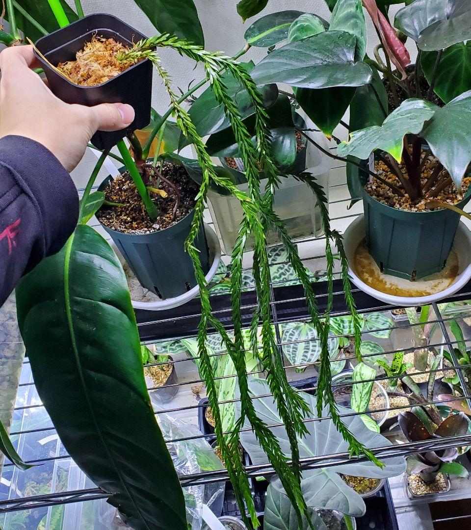 フペルジア トライアングルサトゥール 観葉植物 シダ植物 Huperzia