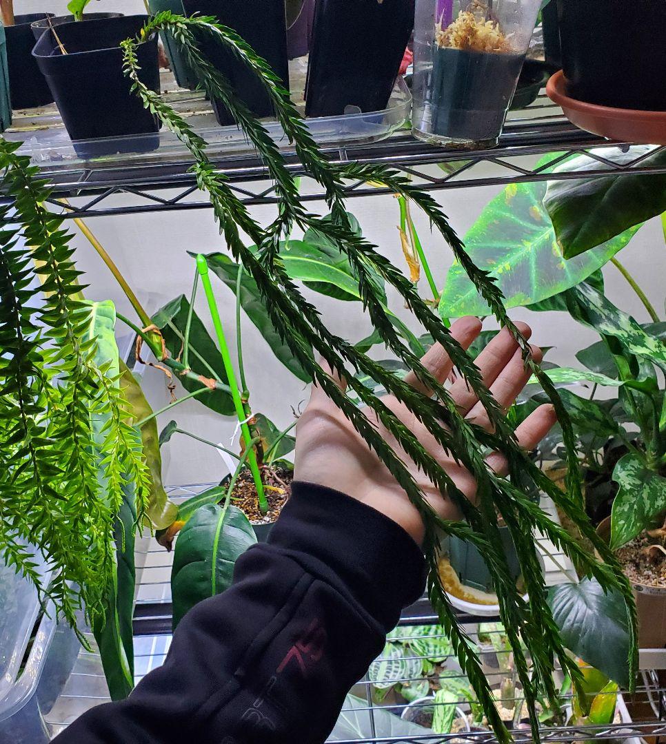 フペルジア トライアングルサトゥール 観葉植物 シダ植物 Huperzia