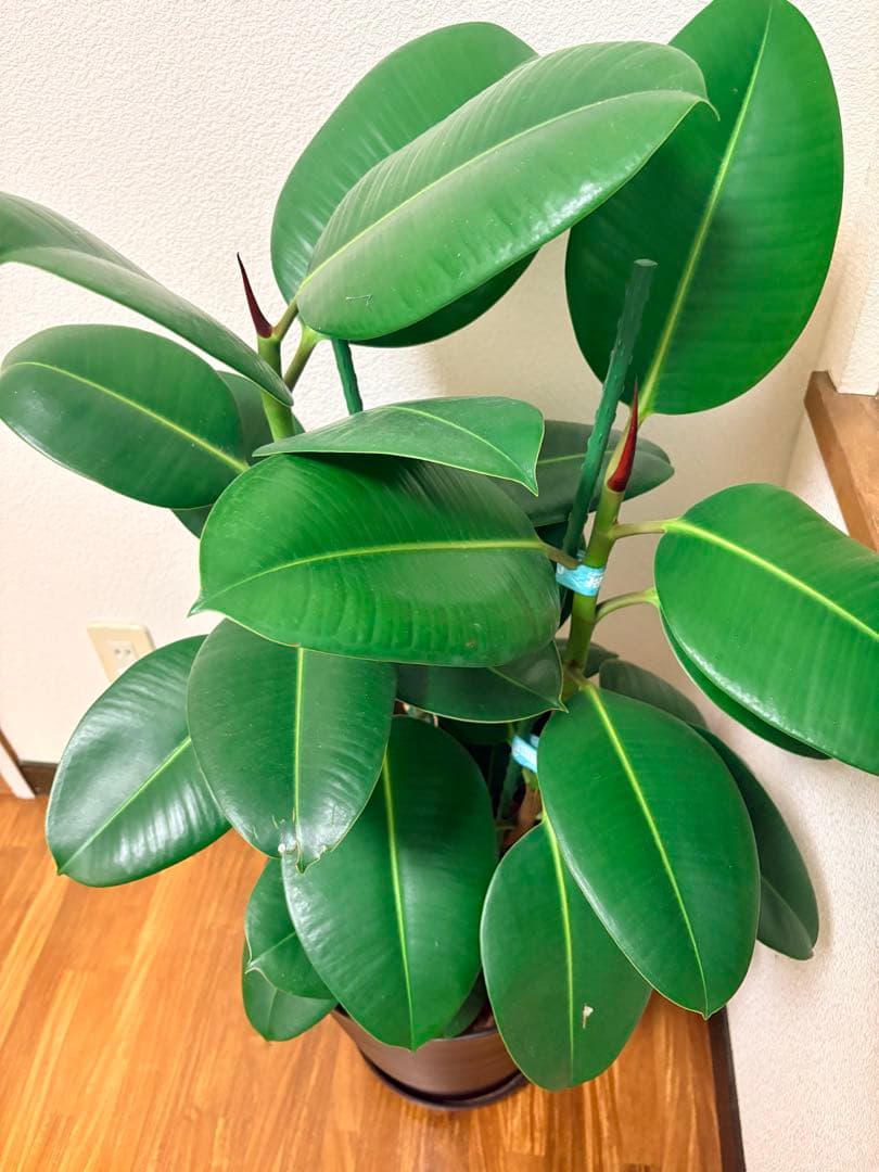 フィカス ゴムの木 観葉植物 約1メートル(底から)