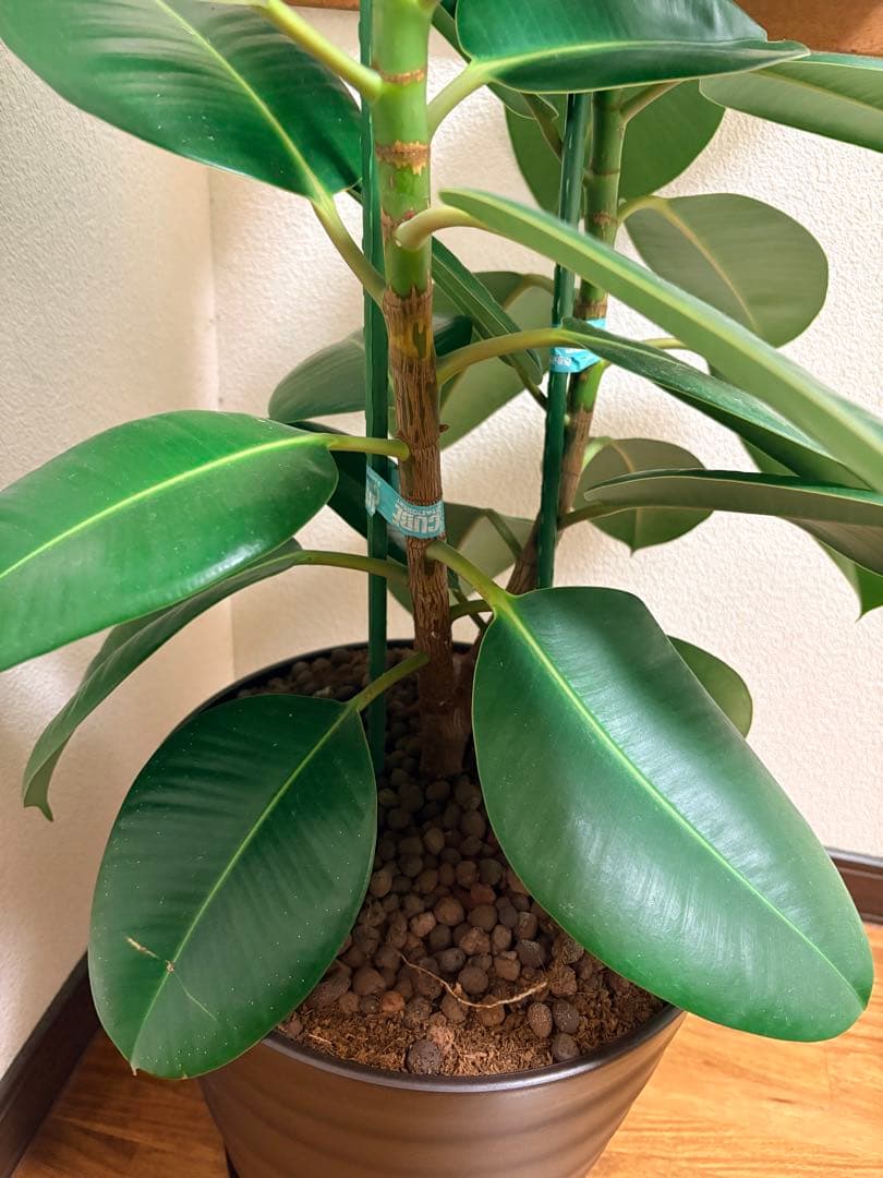 フィカス ゴムの木 観葉植物 約1メートル(底から)