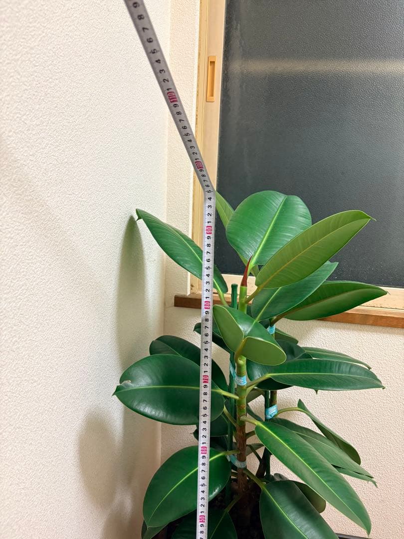 フィカス ゴムの木 観葉植物 約1メートル(底から)