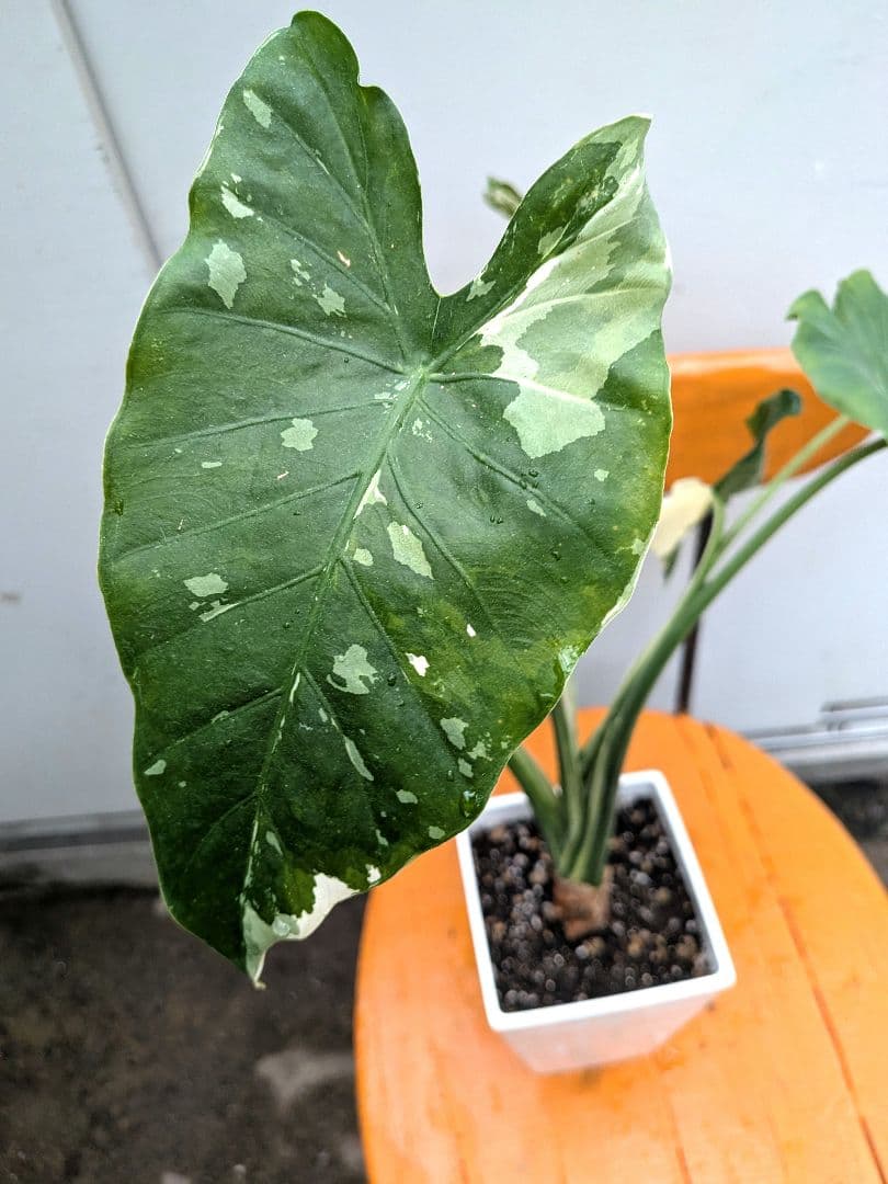 斑入りが綺麗な　斑入り　クワズイモ　アロカシア