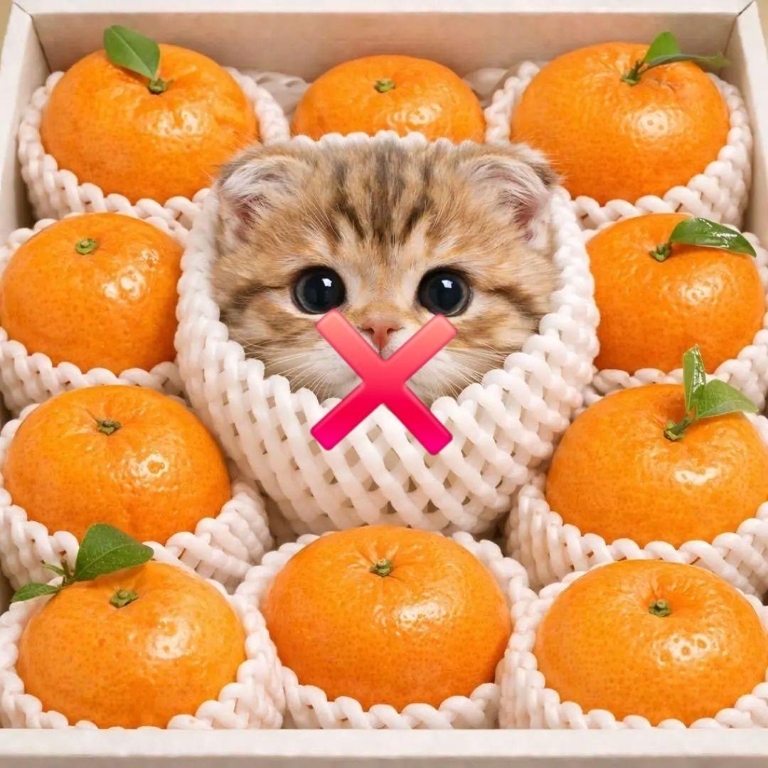 果物ねこちゃんパネル生地　ハンドメイド