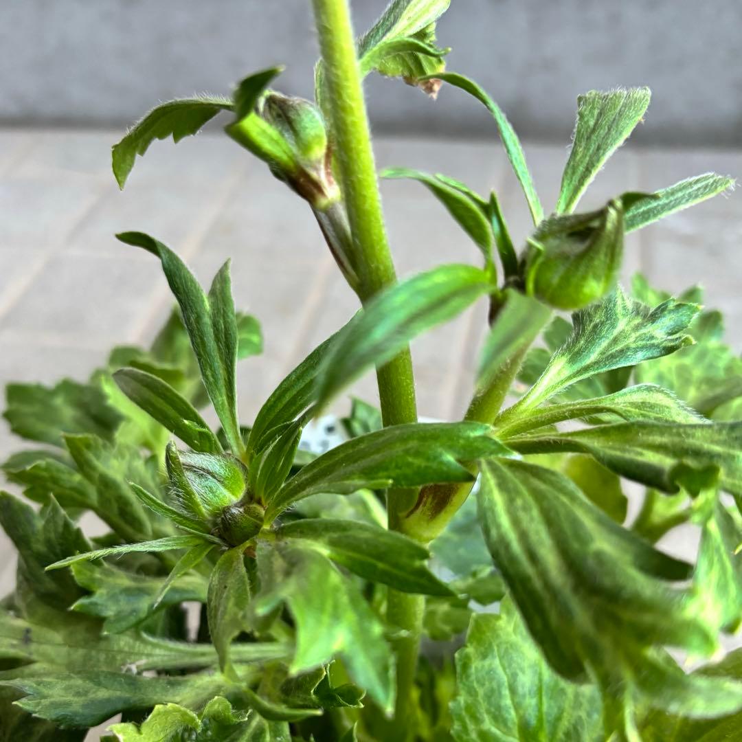 ラナンキュラスラックス苗　ペネロペ　アポロン　苗　ガーデニング　生花　切り花