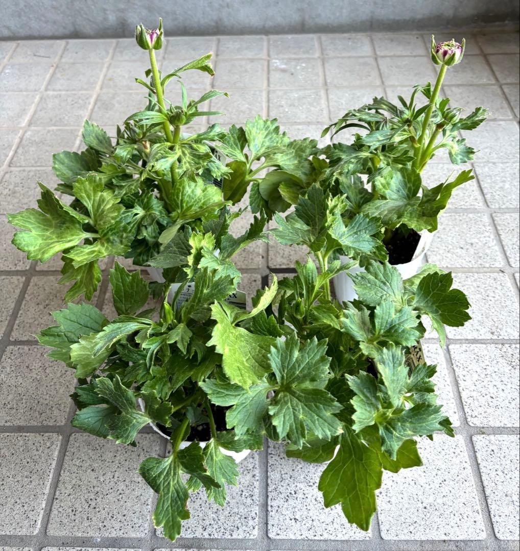 ラナンキュラスラックス苗　ペネロペ　アポロン　苗　ガーデニング　生花　切り花