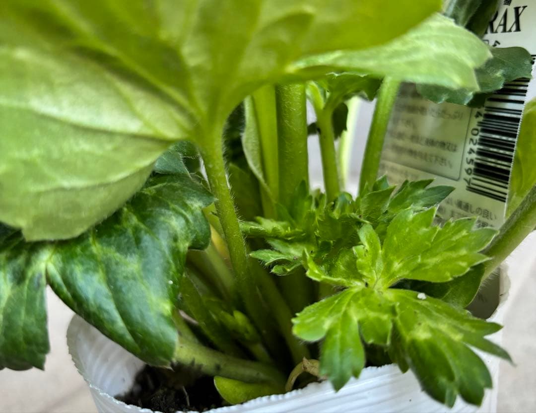 ラナンキュラスラックス苗　ペネロペ　アポロン　苗　ガーデニング　生花　切り花