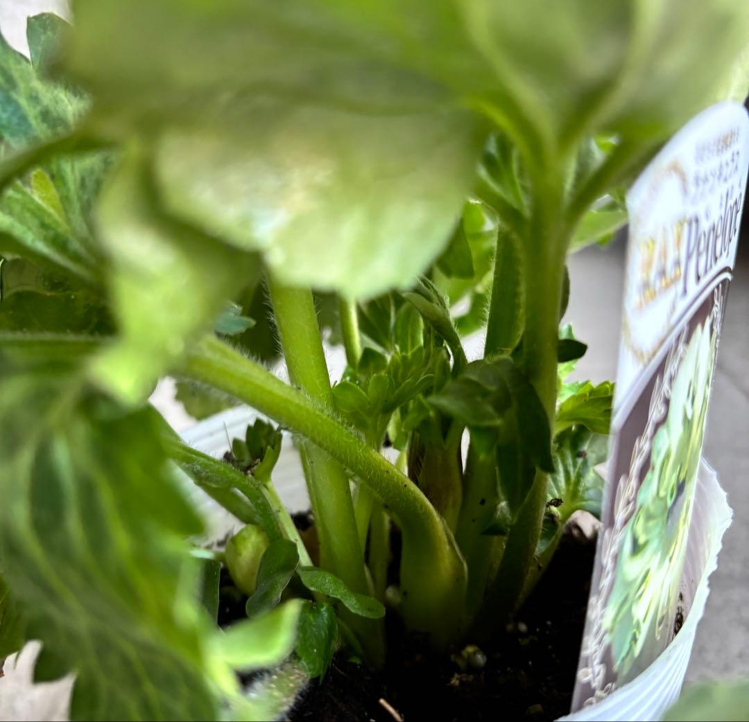 ラナンキュラスラックス苗　ペネロペ　アポロン　苗　ガーデニング　生花　切り花