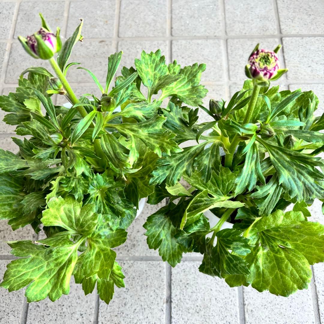 ラナンキュラスラックス苗　ペネロペ　アポロン　苗　ガーデニング　生花　切り花