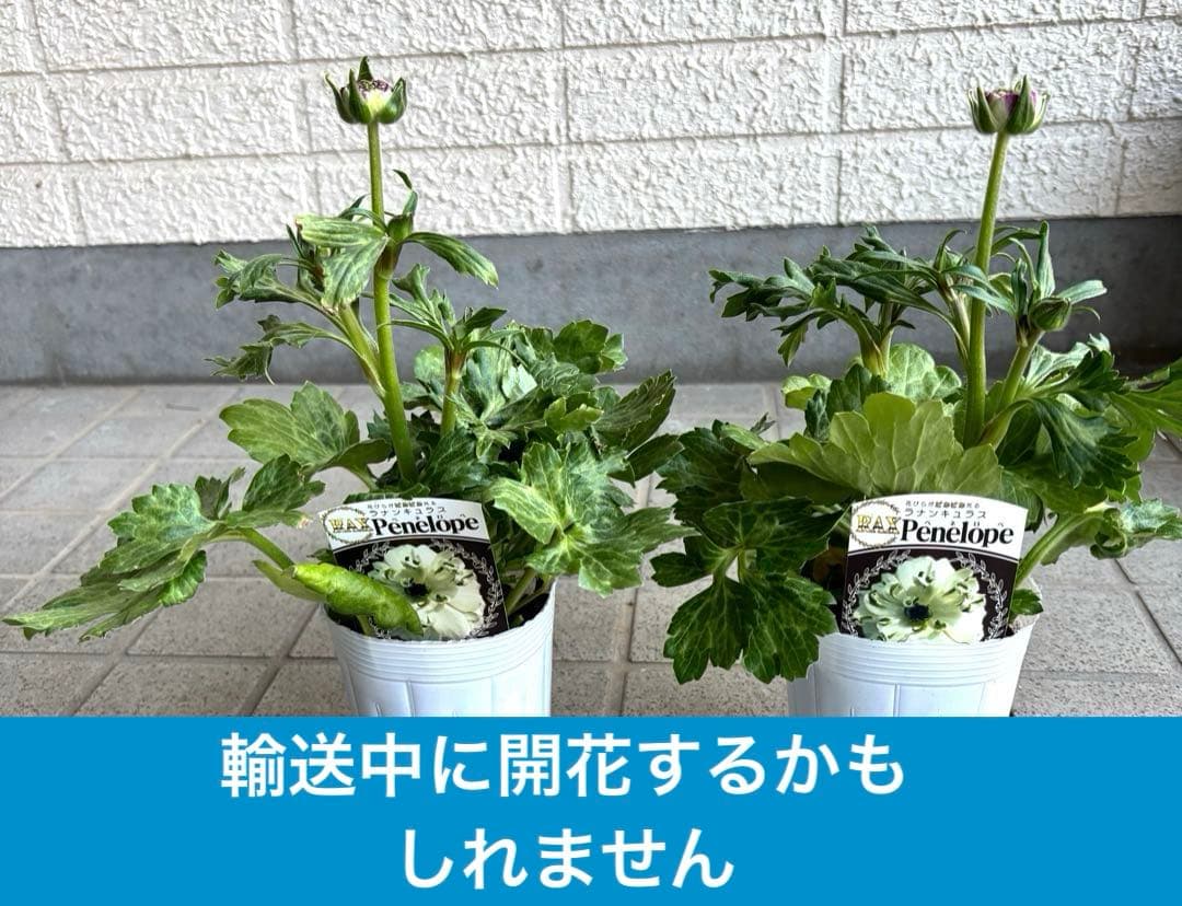 ラナンキュラスラックス苗　ペネロペ　アポロン　苗　ガーデニング　生花　切り花