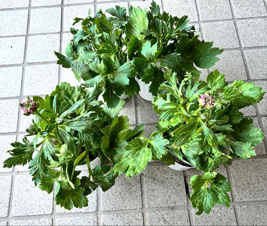 ラナンキュラスラックス苗　ペネロペ　アポロン　苗　ガーデニング　生花　切り花