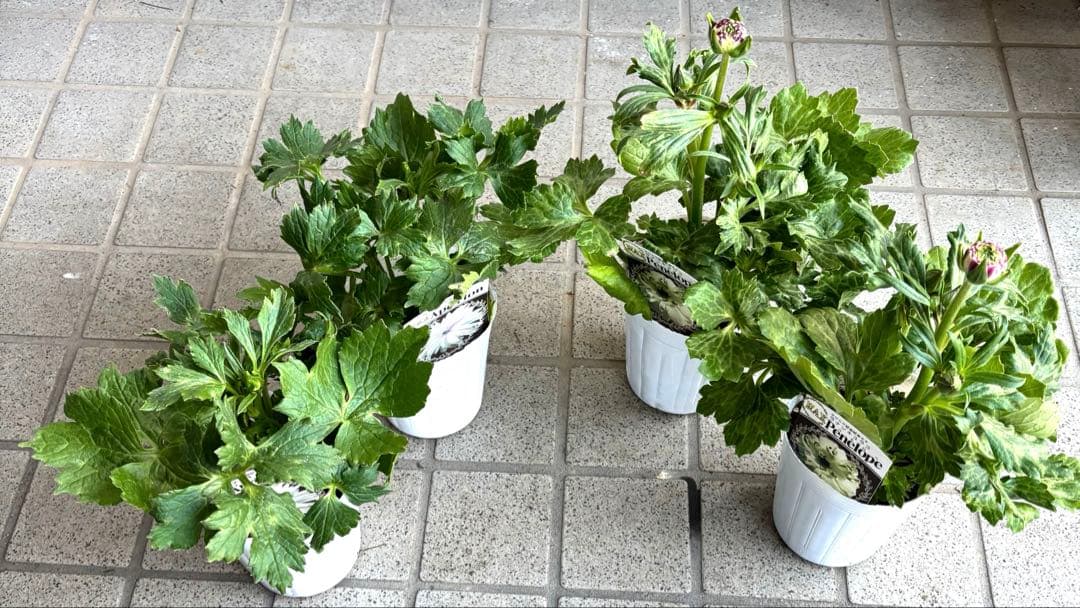 ラナンキュラスラックス苗　ペネロペ　アポロン　苗　ガーデニング　生花　切り花
