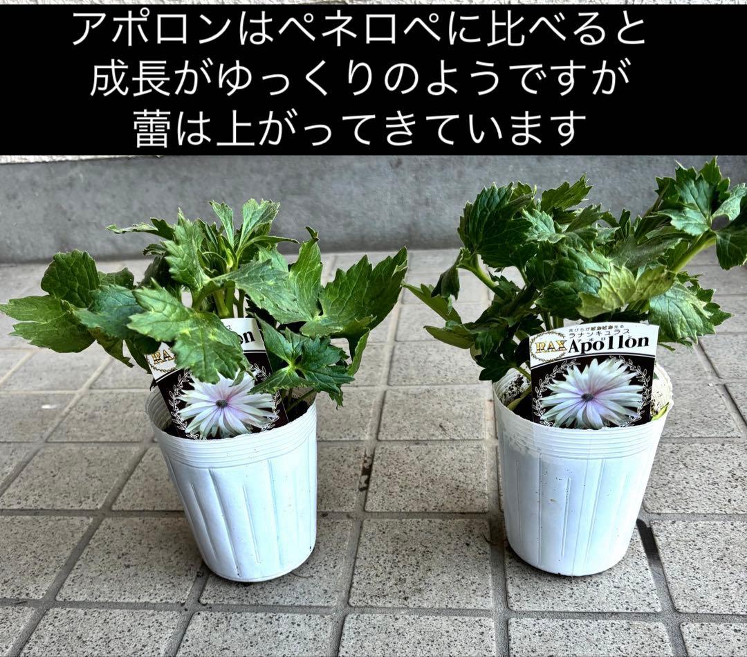 ラナンキュラスラックス苗　ペネロペ　アポロン　苗　ガーデニング　生花　切り花