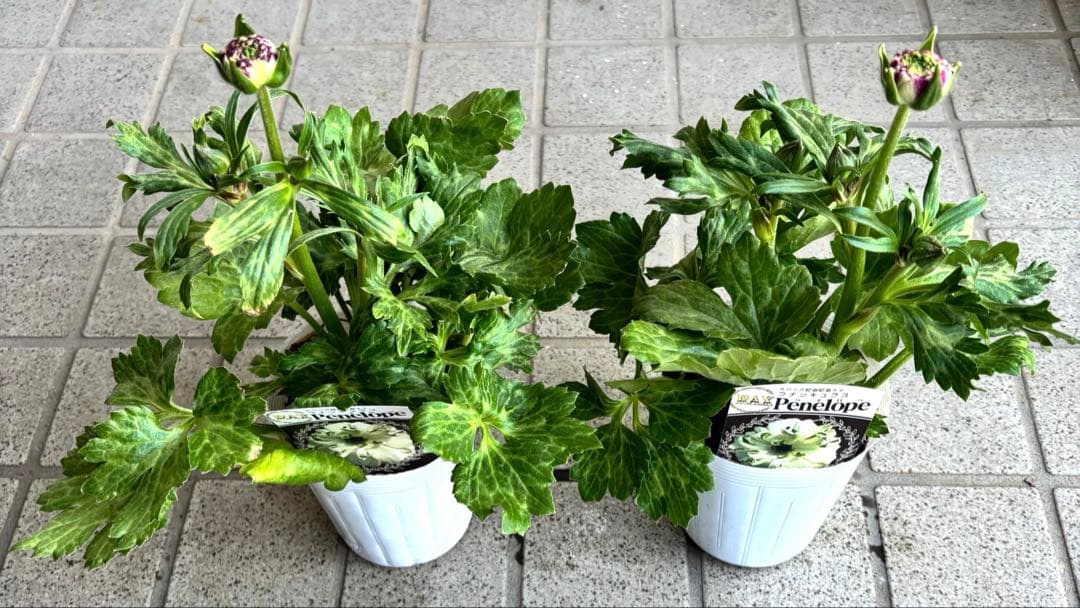 ラナンキュラスラックス苗　ペネロペ　アポロン　苗　ガーデニング　生花　切り花