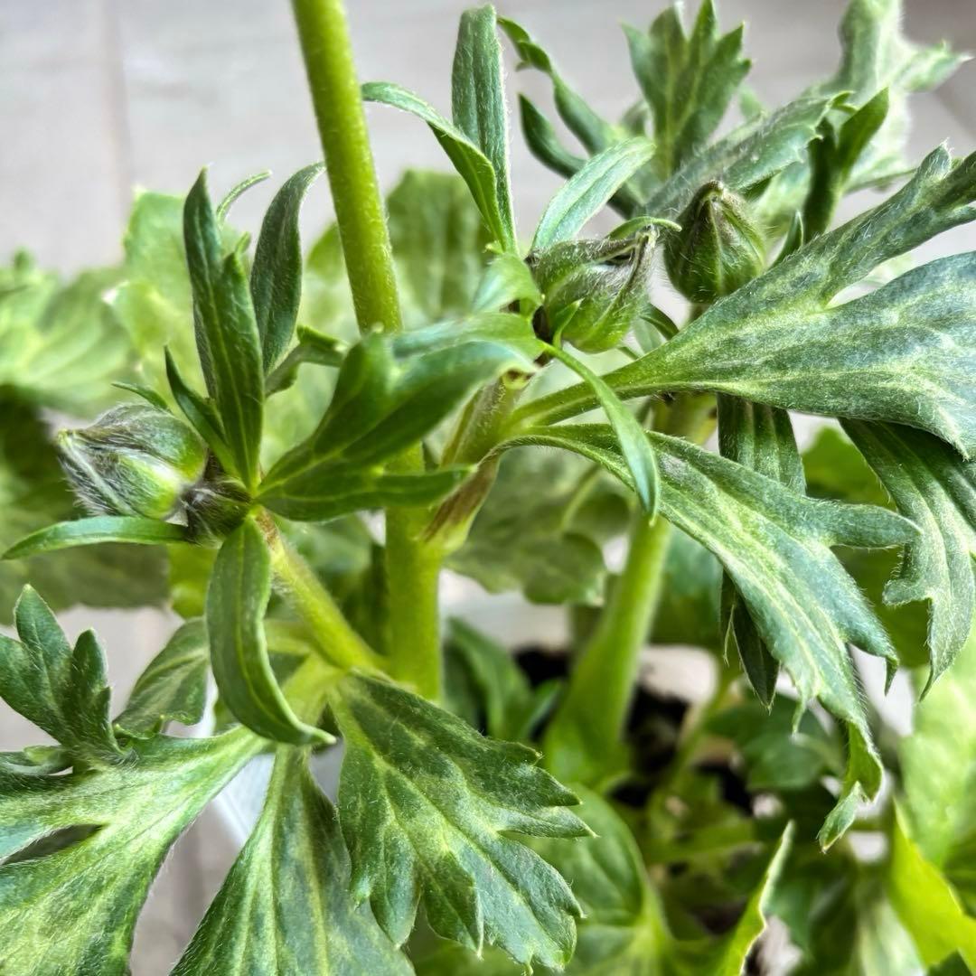 ラナンキュラスラックス苗　ペネロペ　アポロン　苗　ガーデニング　生花　切り花