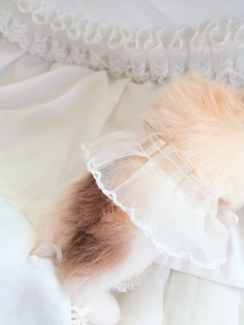 ママぁ～♡お世話セット♡エキゾチック子猫ちゃん♡アートドール♡ぬいぐるみ♡