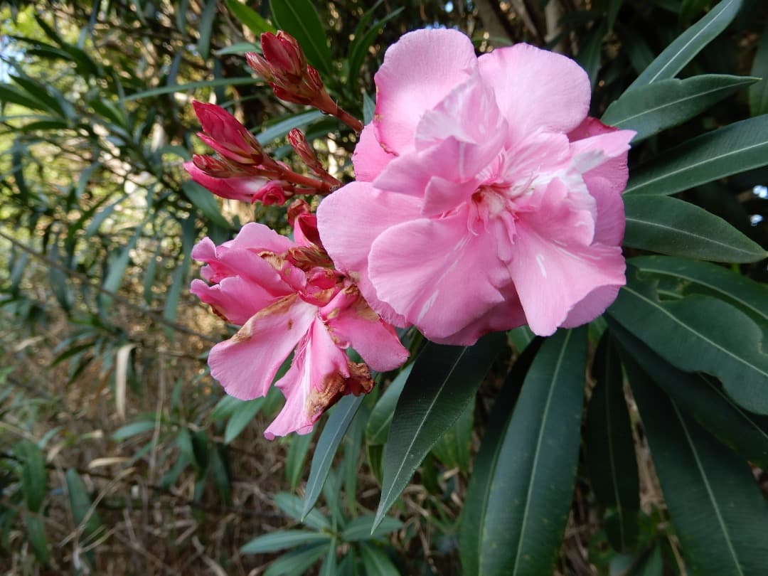 美品⭕️実写美【動作確認済】Nikon COOLPIX A900Affinity