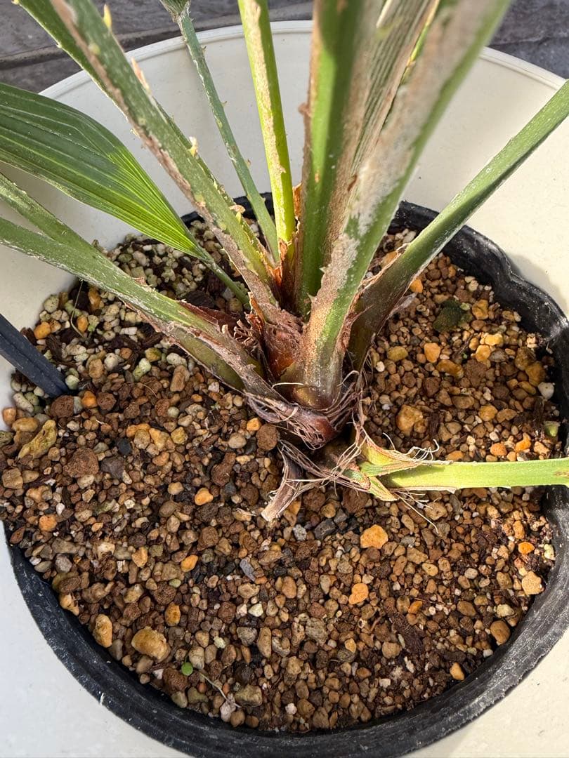 チャメロップスフリミス　ボルケーノ