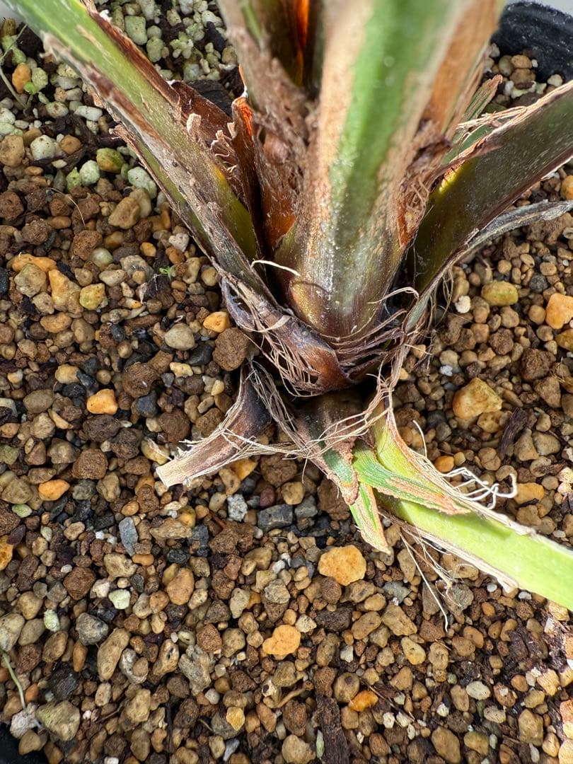 チャメロップスフリミス　ボルケーノ