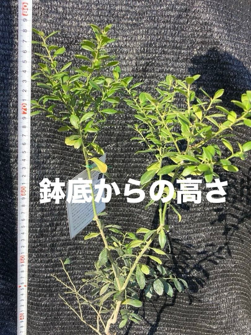 ①*:ஐ接木*:ஐフィンガーライム・苗木【ジュディーエバーベアリング】苗・５号