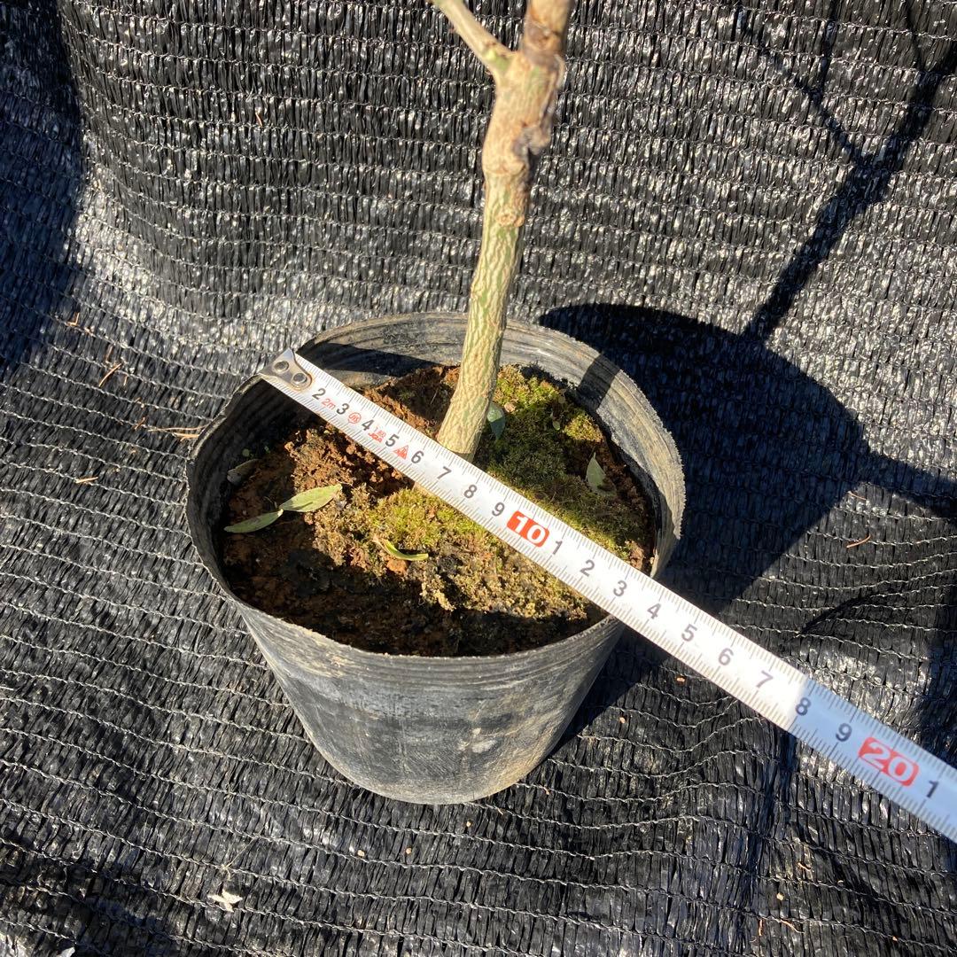 ①*:ஐ接木*:ஐフィンガーライム・苗木【ジュディーエバーベアリング】苗・５号