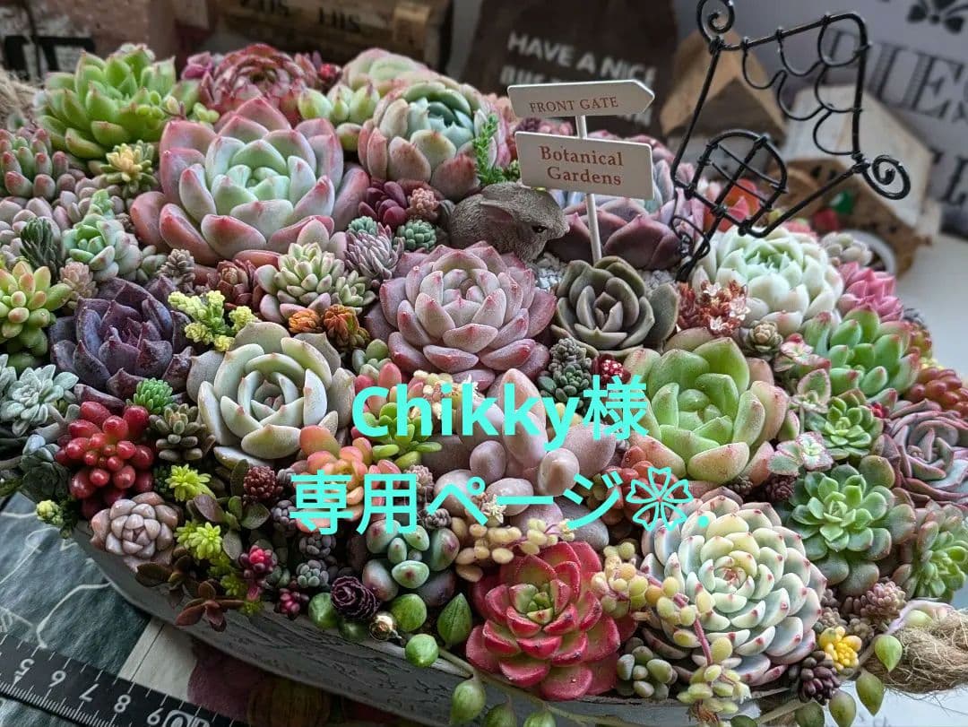 多肉植物 そのまま飾れる大きな寄せ植え 小鳥さん柄 うさちゃんの箱庭❁⃘*.゜