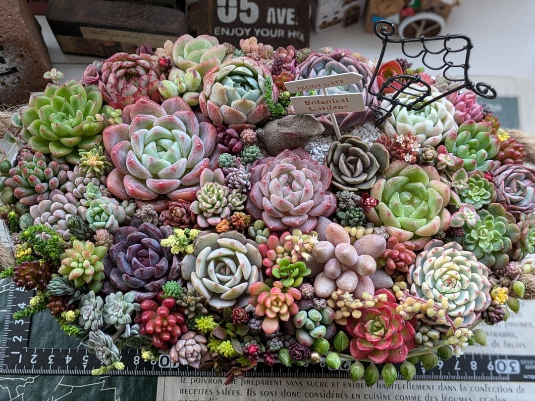 多肉植物 そのまま飾れる大きな寄せ植え 小鳥さん柄 うさちゃんの箱庭❁⃘*.゜