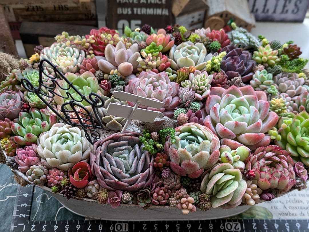 多肉植物 そのまま飾れる大きな寄せ植え 小鳥さん柄 うさちゃんの箱庭❁⃘*.゜