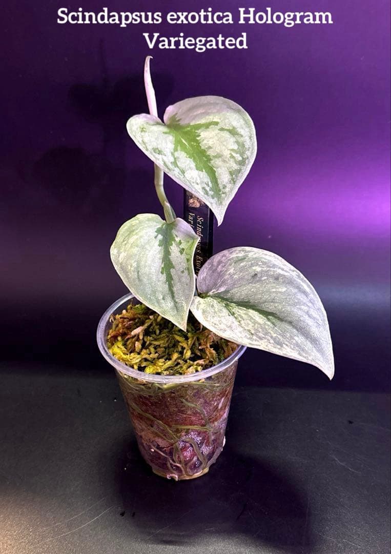 スキンダプサス　初心者向け　セット　B6