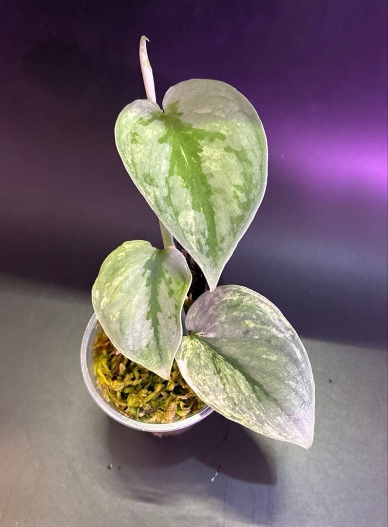 スキンダプサス　初心者向け　セット　B6