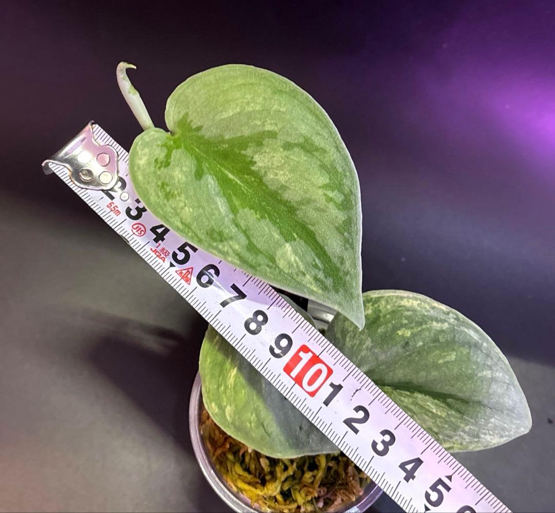 スキンダプサス　初心者向け　セット　B6