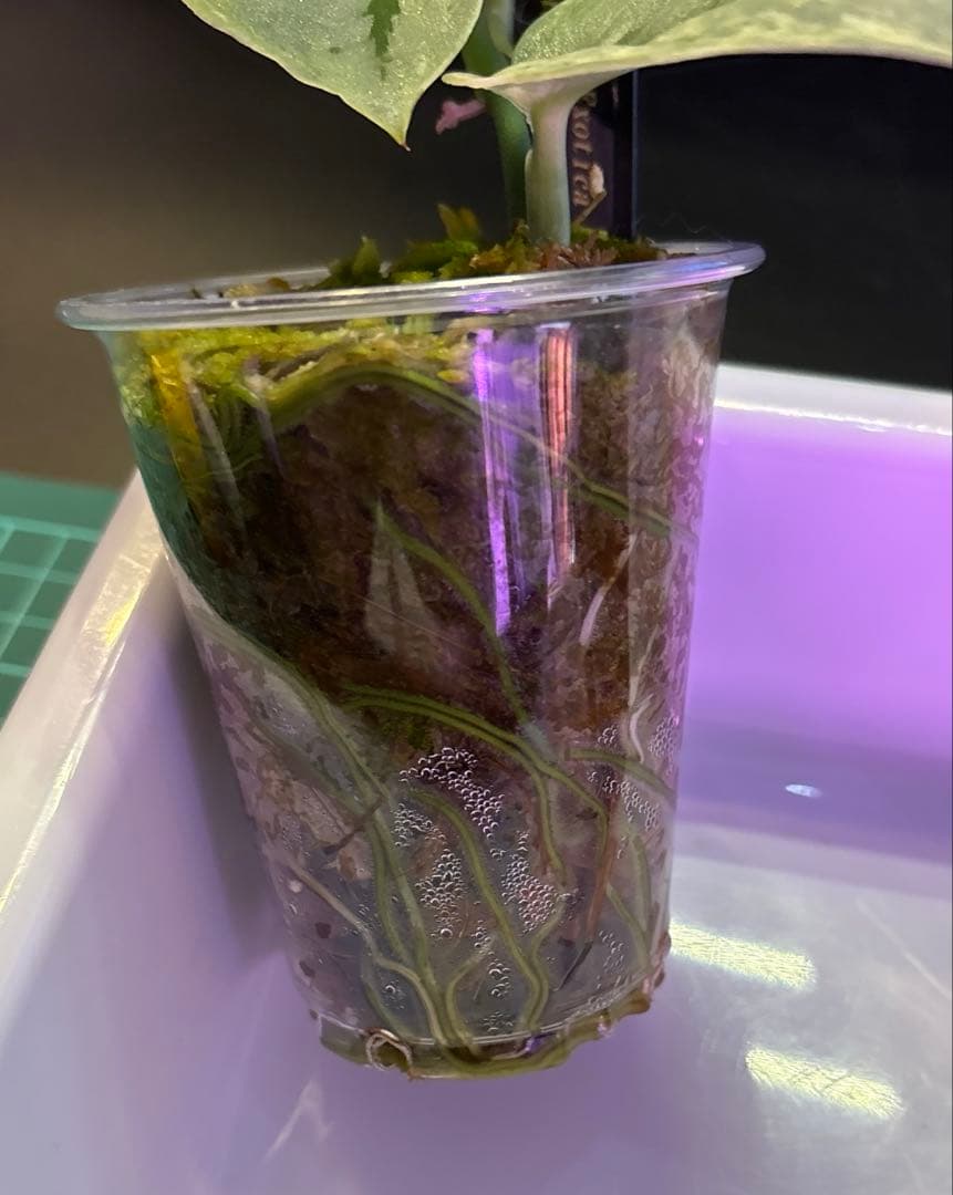 スキンダプサス　初心者向け　セット　B6