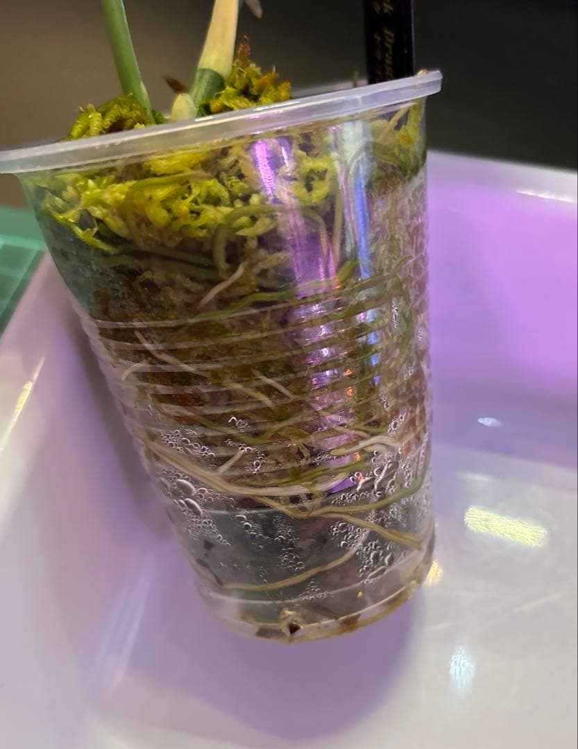 スキンダプサス　初心者向け　セット　B6