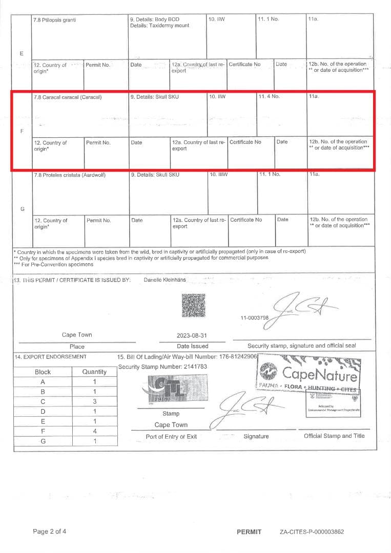 貴重！美！カラカル　頭骨 ※登録票付