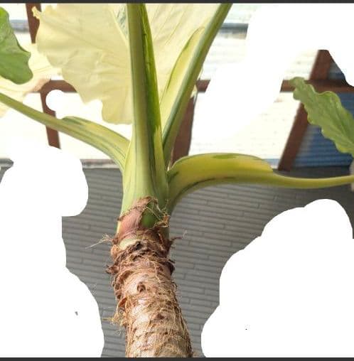 斑入り　クワズイモ　価格要相談