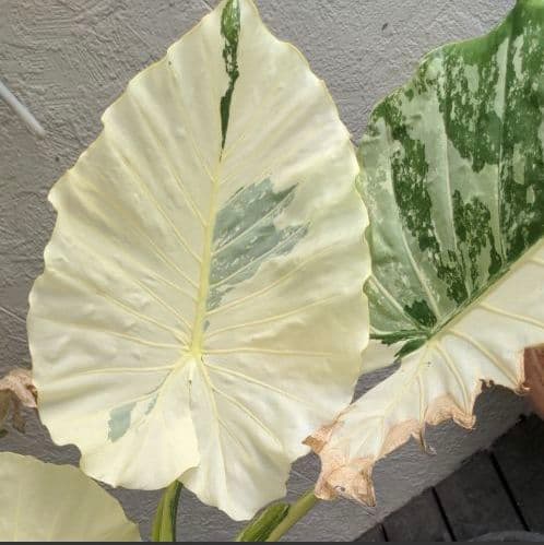 斑入り　クワズイモ　価格要相談