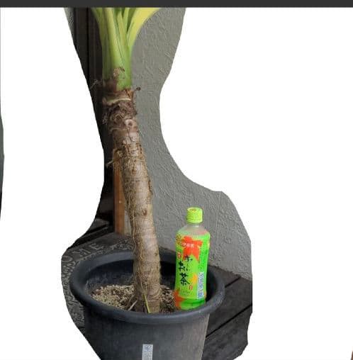 斑入り　クワズイモ　価格要相談