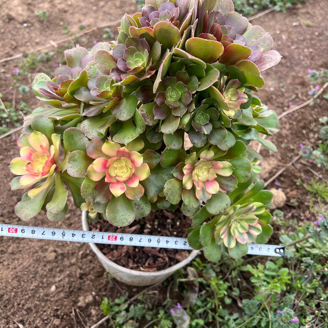 多肉植物。アエオニウム流星群法師錦抜き苗