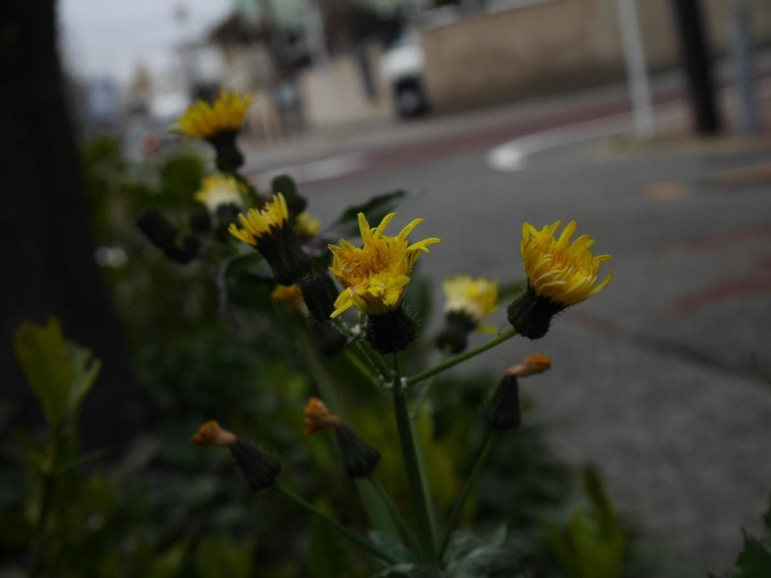 【ショット数7,550回】 美品 Panasonic LUMIX DMC-GF7