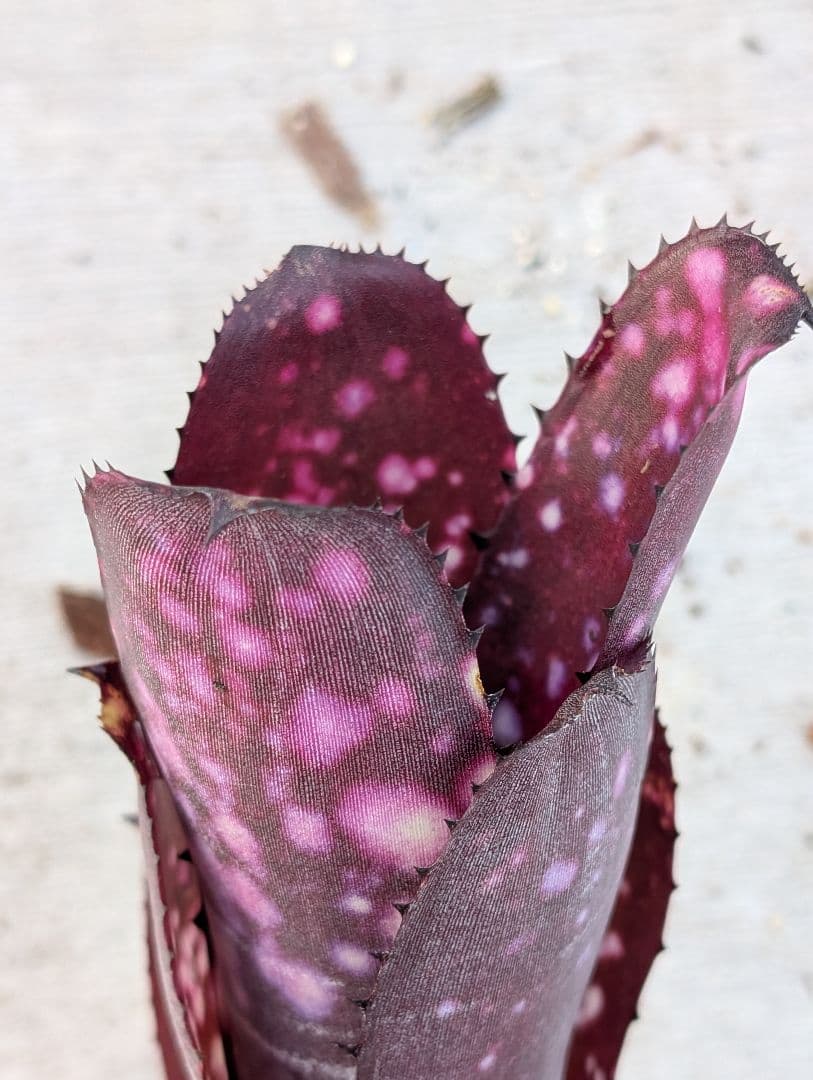 Billbergia ‘Smoke stack‘