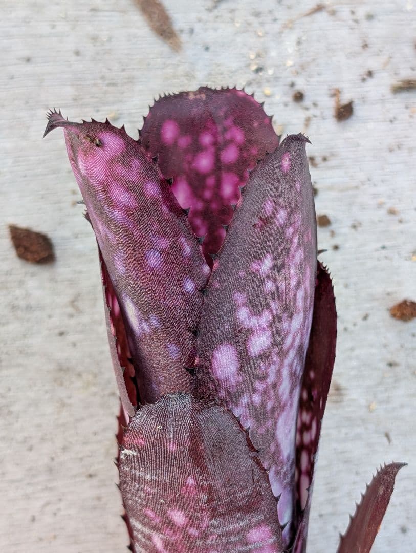 Billbergia ‘Smoke stack‘