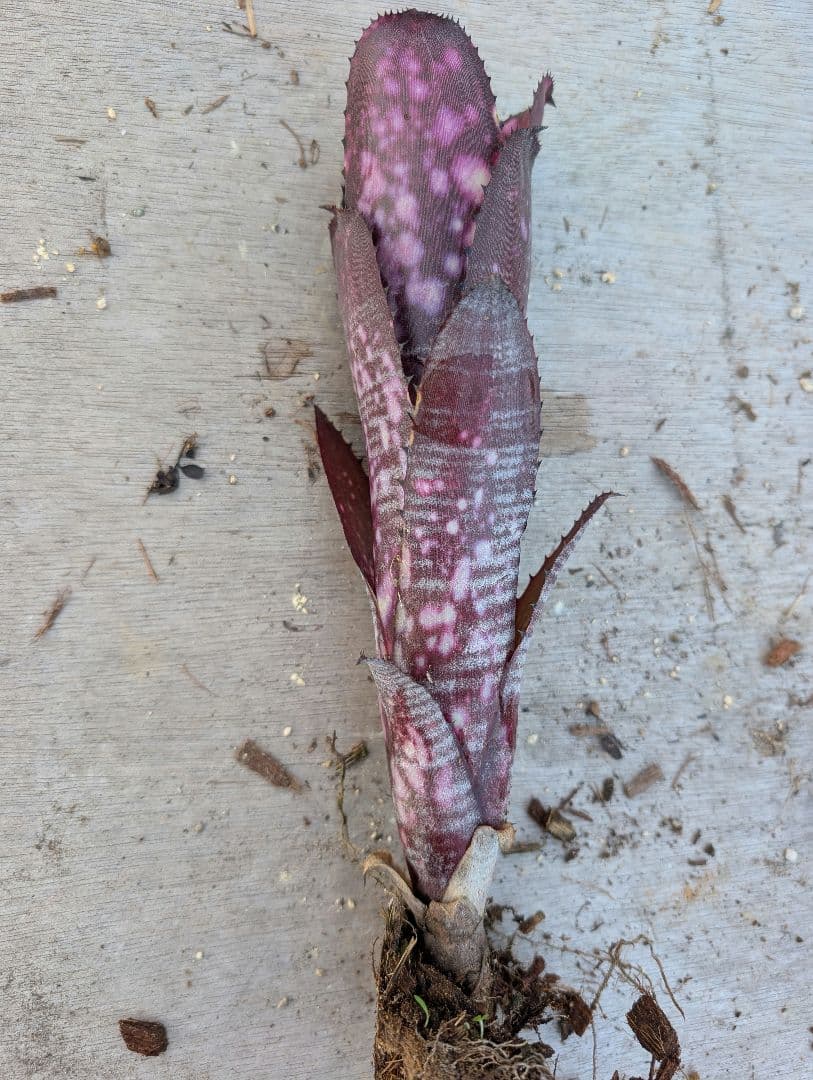 Billbergia ‘Smoke stack‘