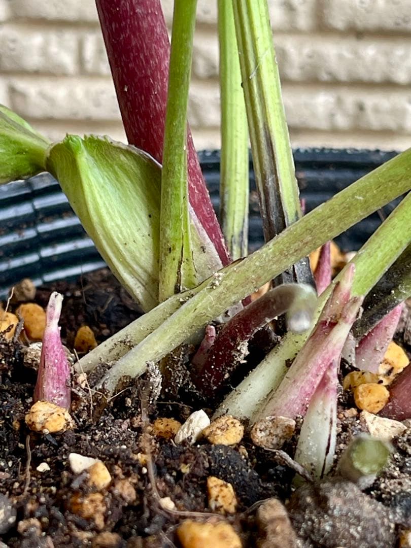 クリスマスローズ❣️144-②ddホワイトピコティ外弁グラ×dd多弁プリマヴェーラ