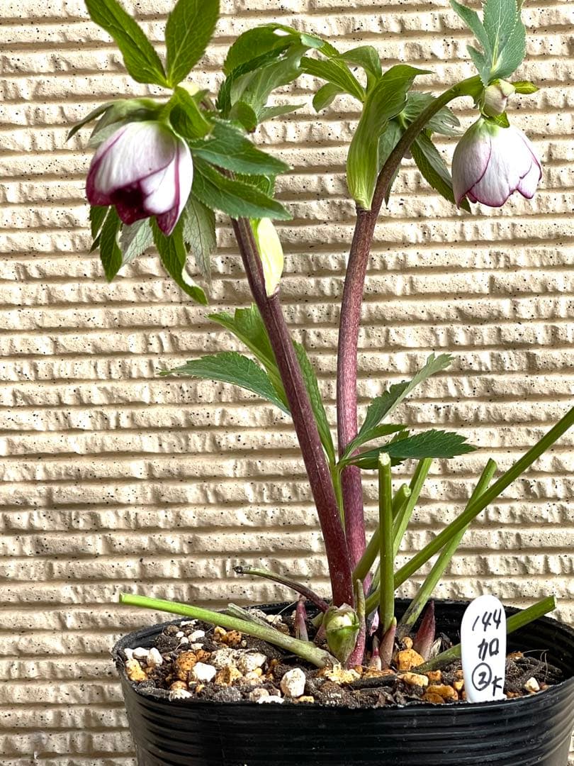 クリスマスローズ❣️144-②ddホワイトピコティ外弁グラ×dd多弁プリマヴェーラ