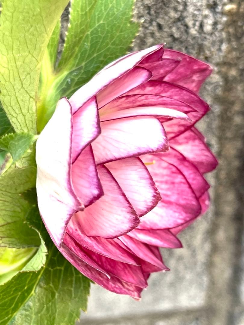 クリスマスローズ❣️144-②ddホワイトピコティ外弁グラ×dd多弁プリマヴェーラ