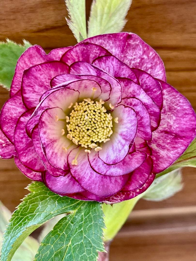 クリスマスローズ❣️144-②ddホワイトピコティ外弁グラ×dd多弁プリマヴェーラ