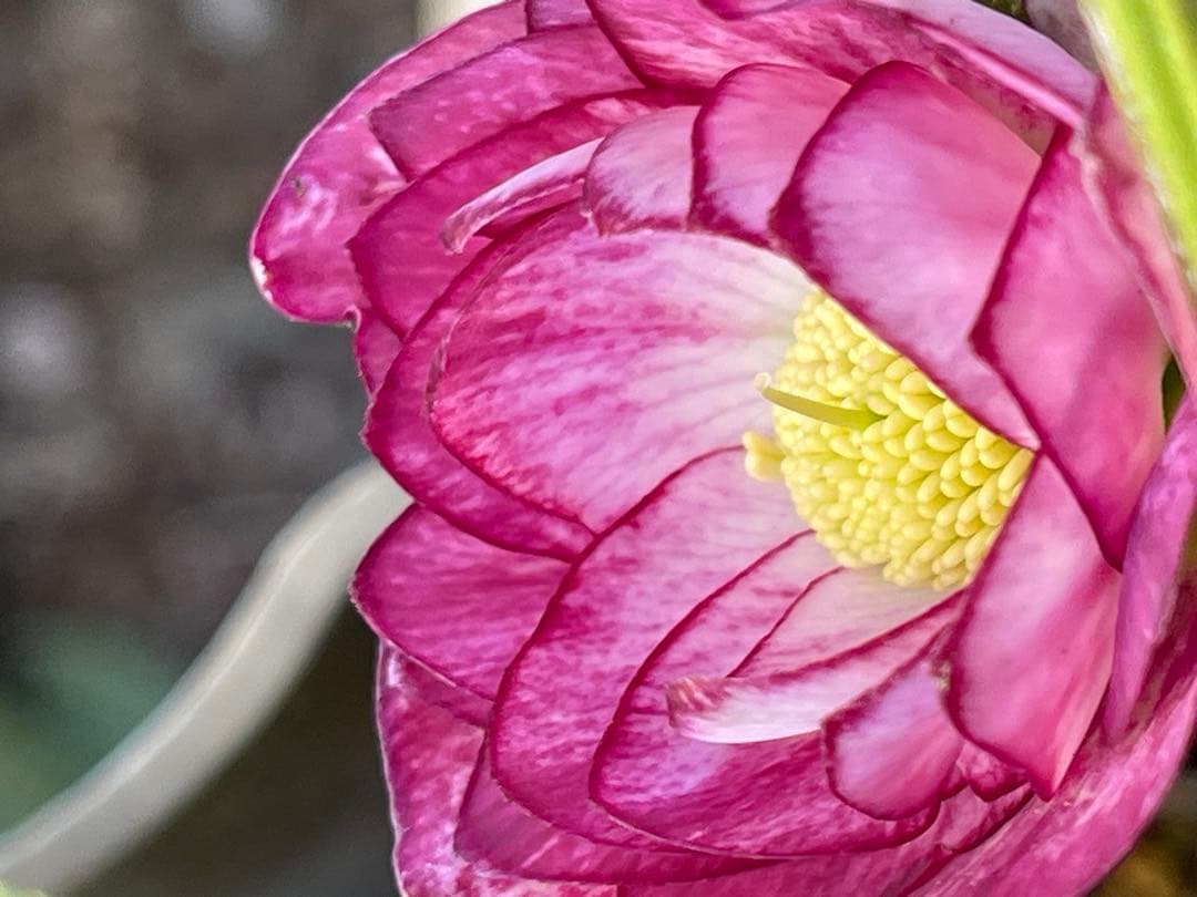 クリスマスローズ❣️144-②ddホワイトピコティ外弁グラ×dd多弁プリマヴェーラ